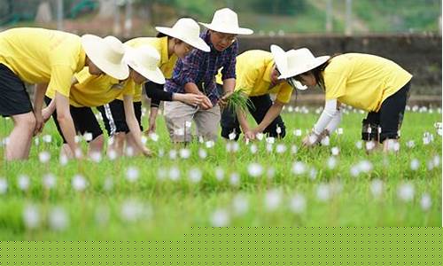 农业种植知识必备大全(农业种植知识必备大全图片)_深交所_第1张_财经网 农业种植知识必备大全(农业种植知识必备大全图片)_https://www.jumanxin.com_深交所_第1张