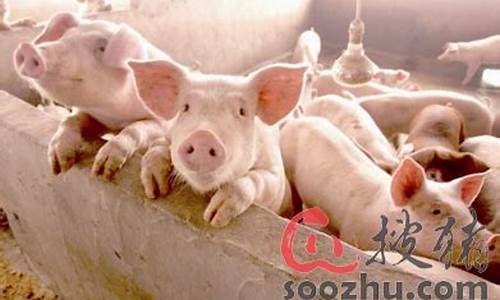 生猪期货最新消息实时行情走势(生猪期货行情走势图2022)_https://www.jumanxin.com_北交所_第1张
