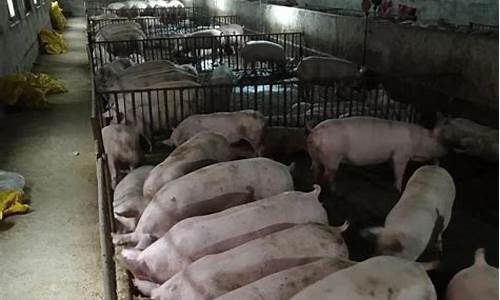 小型养猪场如何处理粪污(小型养猪场如何处理粪污垃圾)_https://www.jumanxin.com_北交所_第1张